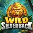 Wild Silverback